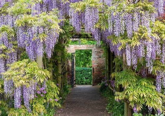  wisteria tunnel secret garden entrance