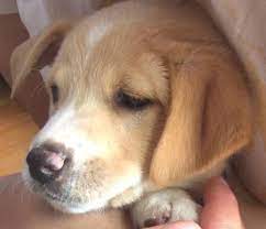 In general, a full grown beagle lab mix will be a medium sized dog that about 19 to 24 inches and 25 to 45 pounds. Oliver The Beagle Labrador Mix Beagle Puppy Beagle Mix Puppies