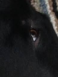 If your dog is suffering from glaucoma or eye disorders, so its hair will fall down around its eyes immediately when you notice that your dog has redness or discharge on its eyes, then your dog may suffer from a skin issue, and you need to see a vet when you notice that symptoms Hair Loss Itchiness On Dog S Mouth And Around Eyes Organic Pet Digest