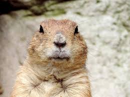 The average person does what thirteen times a day? Fun Groundhog Facts And Groundhog Day Facts For Kids Kids Play And Create