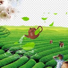 Unduh gratis berkualitas tinggi ilustrasi vektor daun teh segar png/psd file grafik terbaru, angka lovepik grafis ini adalah. File Komputer Teh Teh Musim Semi Pagi Makanan Pemandangan Png Pngegg