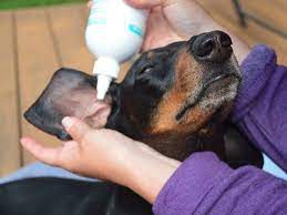 How To Clean Your Dog S Ears At Home