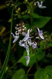 Image result for Equilabium laxiflorum