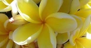 Pin By Terrylivn4aloha On Plumeria Rubra Frangipani Plumeria Tropical Flowers