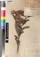 Image result for Vernonia adoensis