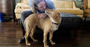 8215 houston hwy victoria, tx 77904 abd. Cats And Dogs Up For Adoption Are Finding Homes With Quarantined Americans The New York Times