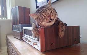 Kucing baru dipindahkan ke rumah/tempat baru. Jangan Salah Ternyata Kucing Kalau Baru Bangun Tidur Lucu Juga Lo Beda Banget Sama Kita