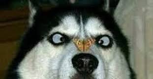 「哈士奇」的圖片搜尋結果