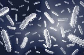 Image result for Bacteria