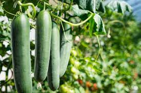 Maybe you would like to learn more about one of these? Tips On Harvesting Garden Vegetables Kellogg Garden Organics