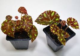 Bright filtered light to partial shade humidity requirements: Live Begonias For Terrariums Vivariums Neherp Your One Stop Vivarium Shop