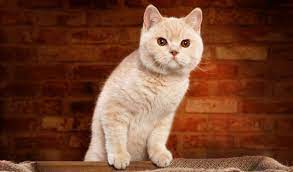 Life with a british shorthair cat. British Shorthair Cat Breed Information