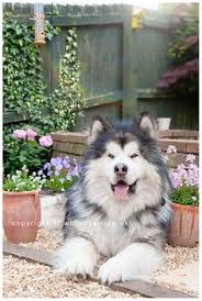 Alaskan malamute termasuk dalam group v (spitz). 220 Husky Malamute Puppies Ideas Puppies Cute Animals Cute Dogs