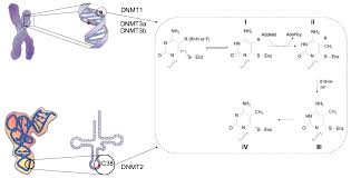 When combined, you can define a specific medical term. Cells Free Full Text The Bright And Dark Side Of Dna Methylation A Matter Of Balance Html