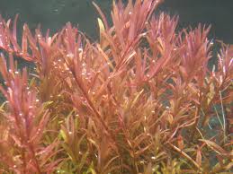 Image result for Rotala fontinalis