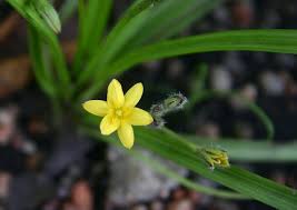 Image result for Hypoxis angustifolia