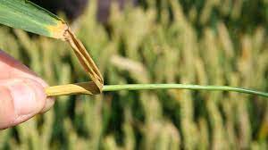 Voici les solutions de mots croisés pour maladie de la vigne 6 lettres. Maladie Du Ble Maladies Des Cereales Maladie Cryptogamique Du Ble Syngenta