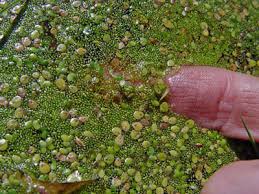 Image result for Wolffia