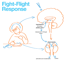 Our Responses To Stress Stress No Response Psychology