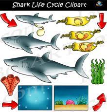 Birth a shark mother births baby sharks known as pups. Shark Life Cycle Clipart Set Download Clipart 4 School