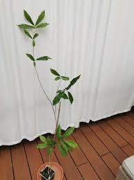 Image result for Monodora junodii