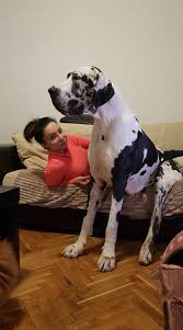 He has one green eye and one blue eye and beautiful harlequin pattern all over. Great Dane Kennel De Eurial Home Facebook