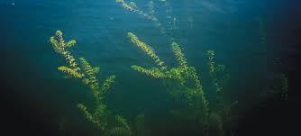 Image result for Hydrilla