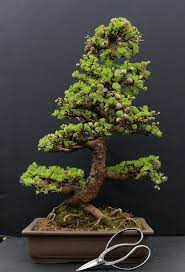 Juniper, chinese elm, ficus and hawaiian umbrella trees make excellent choices for first time. What Is The Best Indoor Bonsai Tree For Beginners Indoor Bonsai Tree Bonsai Garden Bonsai Tree