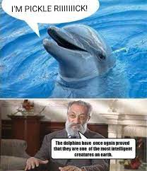 These Dolphins Obviously Watch Rick And Morty There Iq Is Just So High Dolphin Memes Funny Dolphin Dolphins
