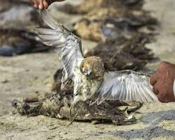 Delhi government on wednesday asked residents not to be scared of the bird flu. Bird Flu Confirmed In Owl Found Dead In Delhi Zoo