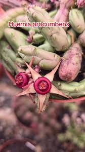 Image result for Huernia procumbens