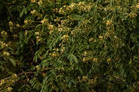 Image result for Xanthocercis zambesiaca