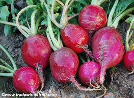 Image result for Raphanus sativus