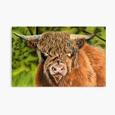 highland cattle realistic colour drawing art board print by collydavid redbubble redbubble