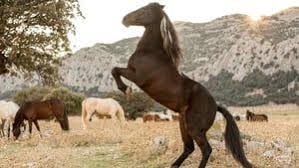 If you like download film ora de varf, you may also like: Rush Hour 3 Ora De Varf 3 2007 Film Online Subtitrat In RomanÄƒ Vezi Online Eu á´´á´° Mediarpl Beautiful Horses Pretty Horses Horses