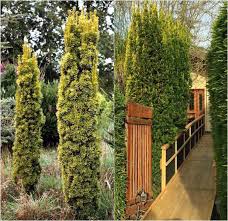 Sauleneiben Fur Schmale Hecke Im Kleinen Garten Sichtschutz Garten Terrasse Pflanzen Sichtschutz Pflanzen