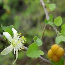 Image result for Grewia praecox