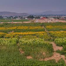 They were hard workers going from sun up til sun down tilling and. Sky Vision Picks Sunflowers At Andelin Family Farm Krnv