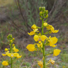 Image result for Eulophia streptopetala