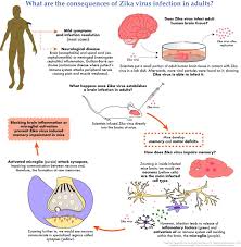 It can spread through sexual contact. Eurekalert Science News Releases