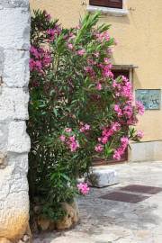 Image result for Chironia laxiflora