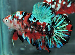 Live Giant Pixel Avatar Galaxy Halfmoon Plakat Male Betta Fish 3 Inches Long Ebay Betta Fish Betta Fish