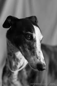 Black And White Greyhound Dog Greyhound Grey Hound Dog Greyhound Black And White Dog