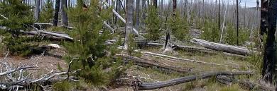 Image result for Natural Yellow 2000 Fleet