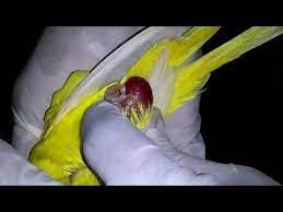 budgie lays an egg youtube hayvanlar muhabbet kuslari yumurta