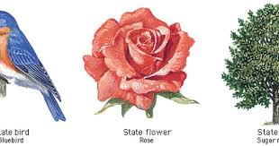 New York State Bird Flower And Tree State Birds Jack Sparrow Tattoos New York