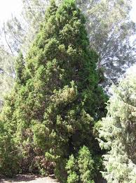 Image result for Juniperus procera