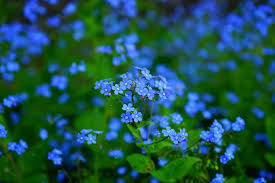 A bright blue flower with three round petals. 40 Types Of Blue Flowers With Pictures Flower Glossary