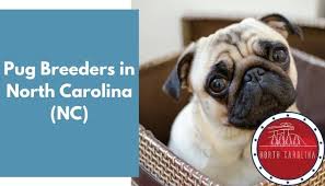 Puppies and dogs have been checked by a veterinarian, come with updated shots, have been groomed and. 15 Pug Breeders In North Carolina Nc Pug Puppies For Sale Animalfate