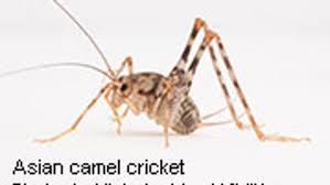 People with alzheimer's disease can slow down or stop eating or drinking for many reasons. Asian Camel Crickets Find A Home In U S Study Finds Consumer Health News Healthday